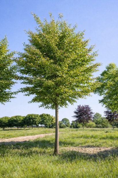 Парротія перська Ванесса